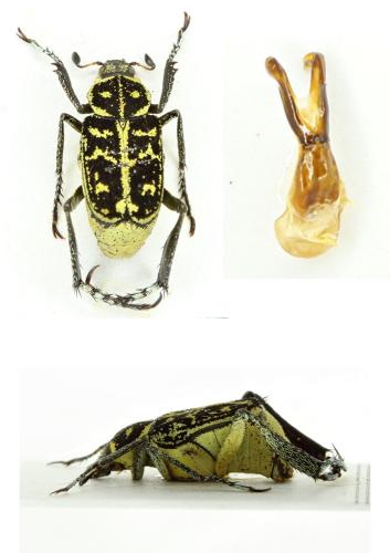 Ectinohoplia soror